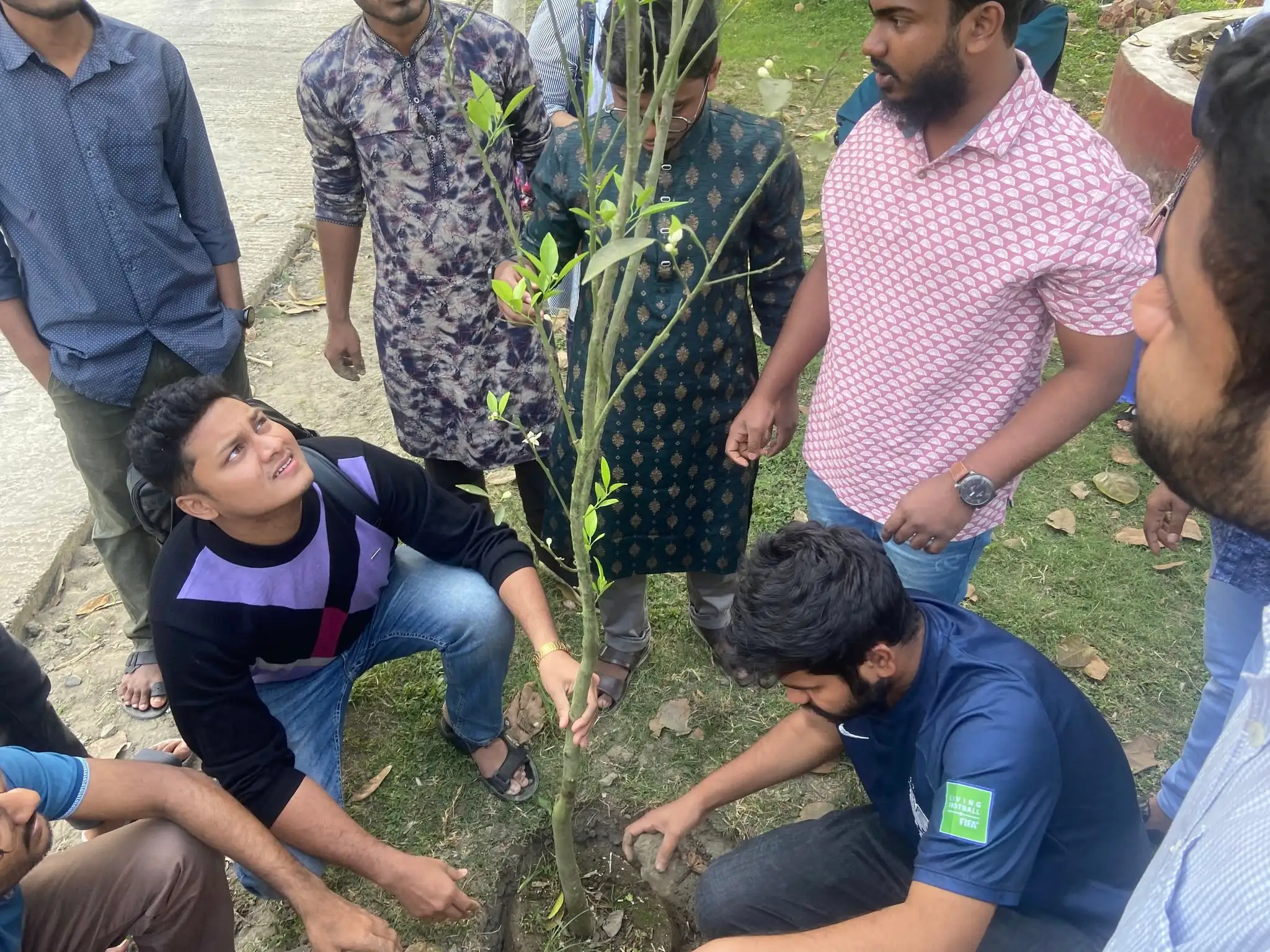 Tree Plantation